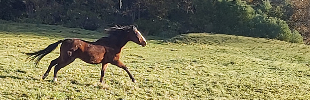 accueil cheval-prairie