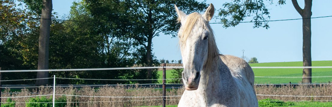 cheval_accueil