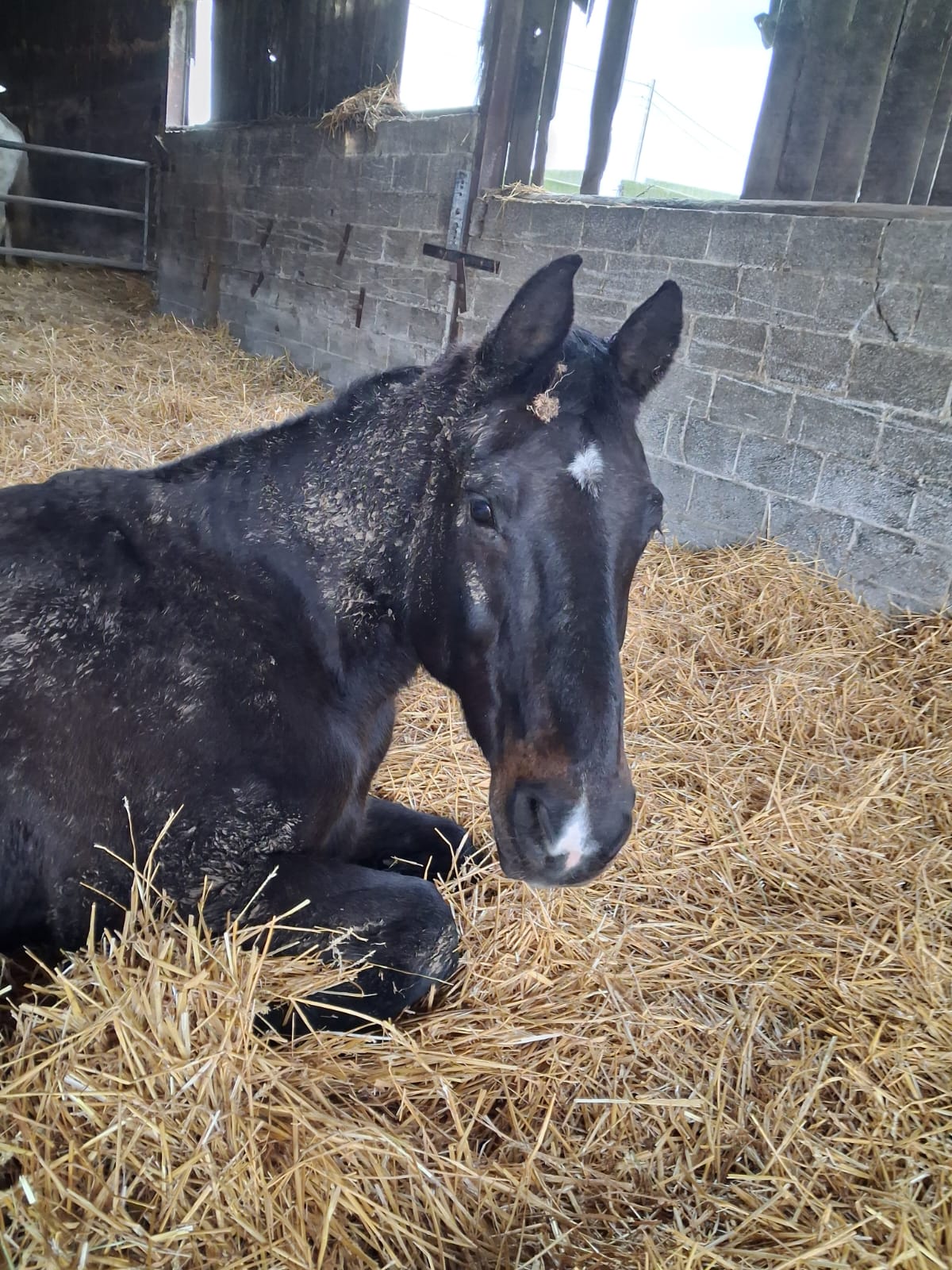 Feenook Van De Buxushoeve