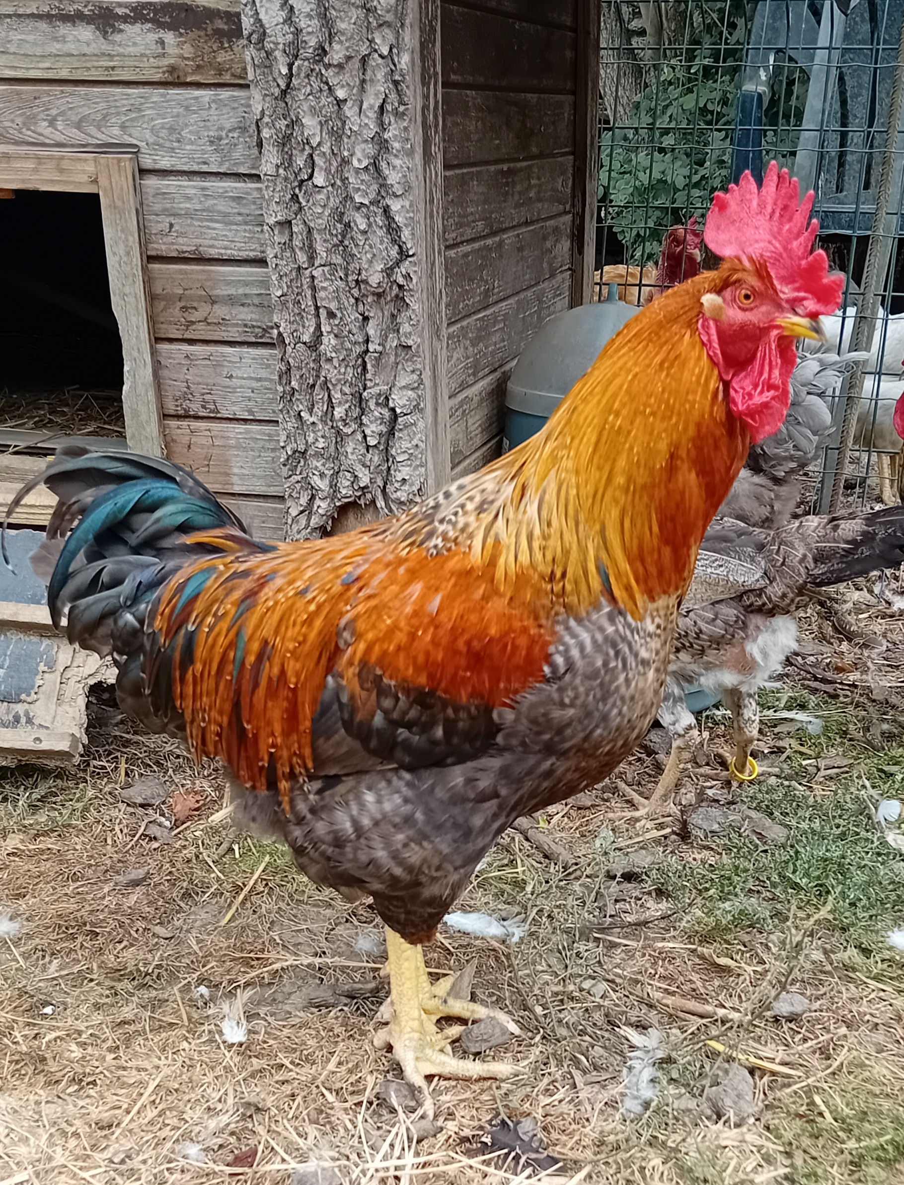Bertrand