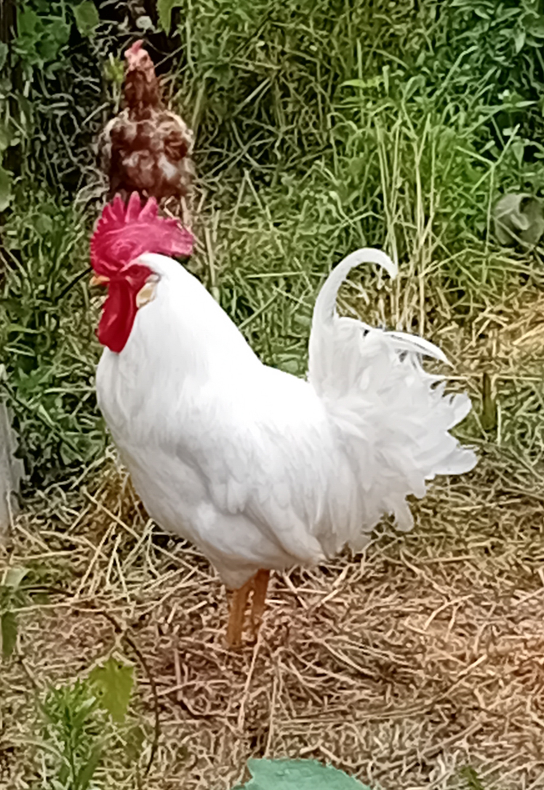 coq leghorn