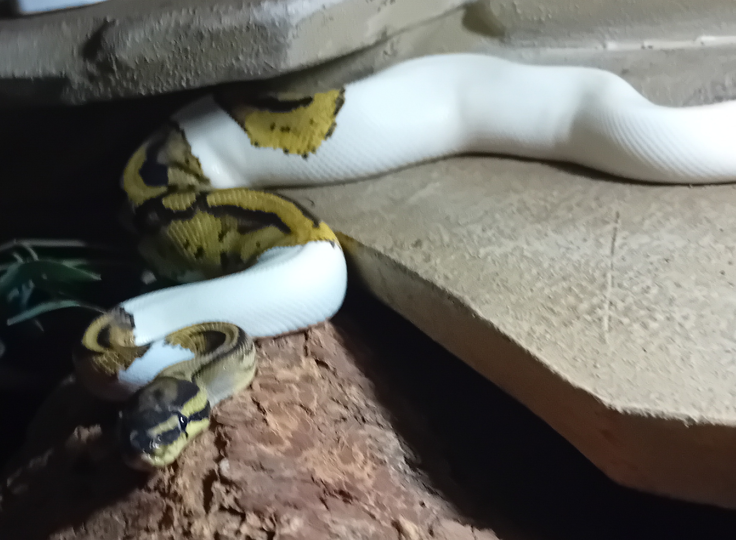 python piebald