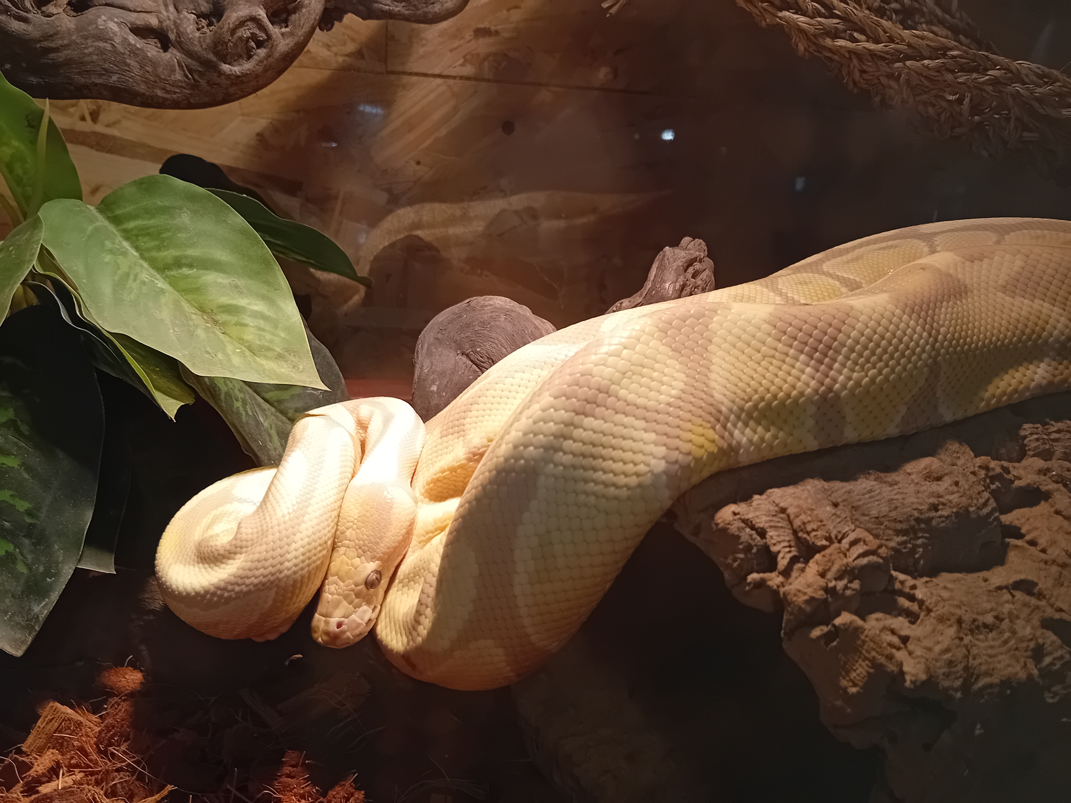python borgne spinner blast belly orange Dream
