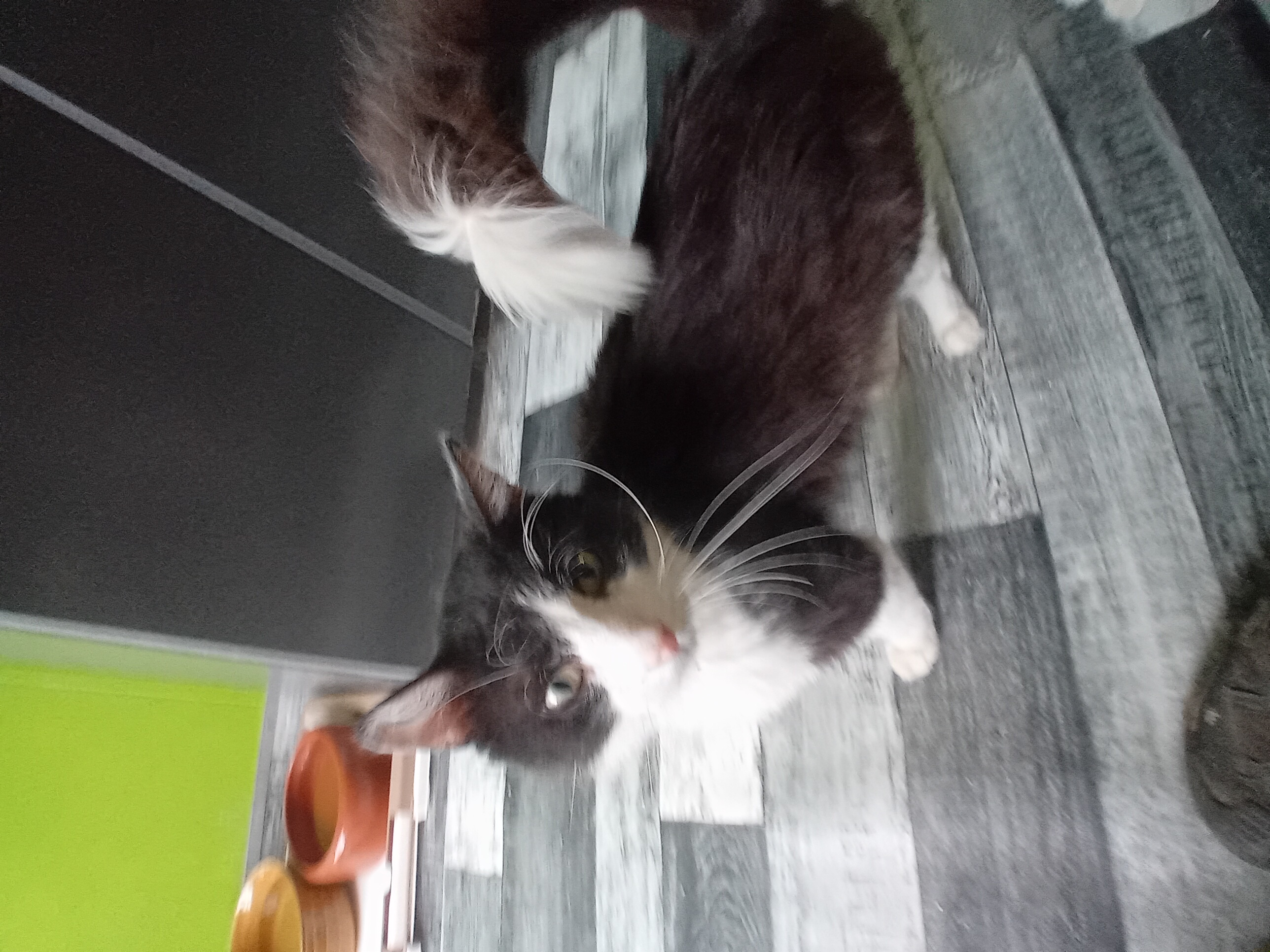 Roméo
