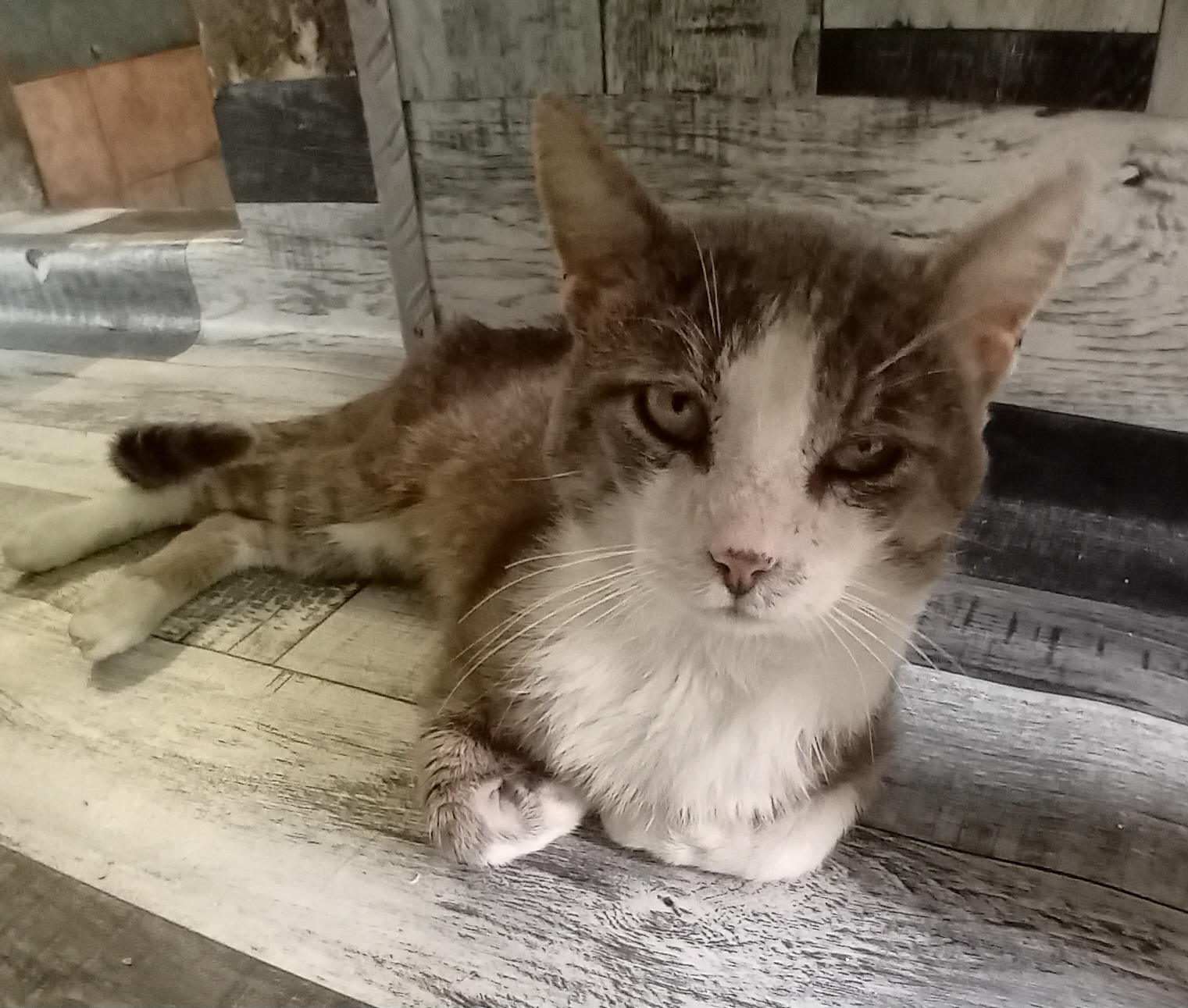 Gaston