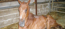 cheval_accueil